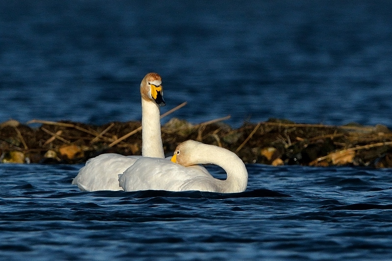 Wilde Zwaan